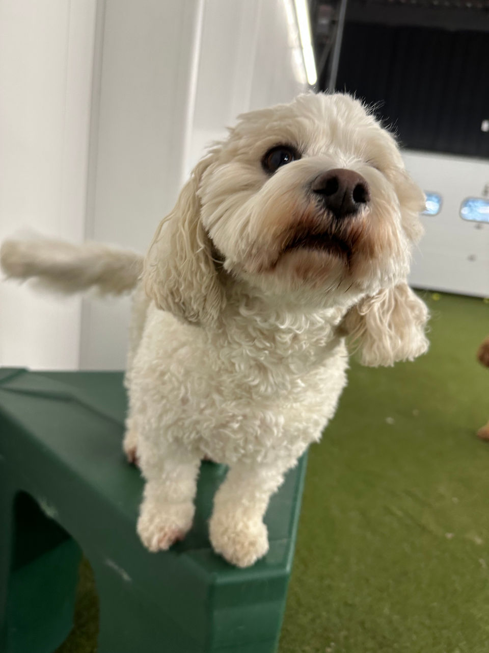 Yellow lab sitting in grass looking up.