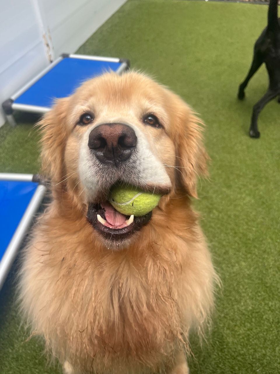 dog holding a ball