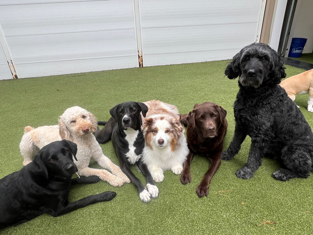 Dog chewing on orange ball.