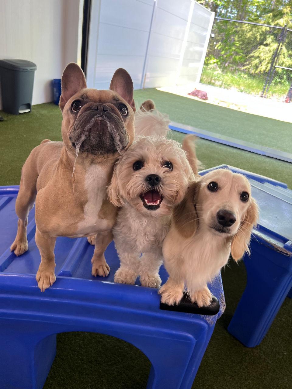 Boston Terrier running