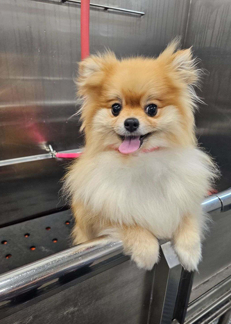 Pomeranian getting a bath