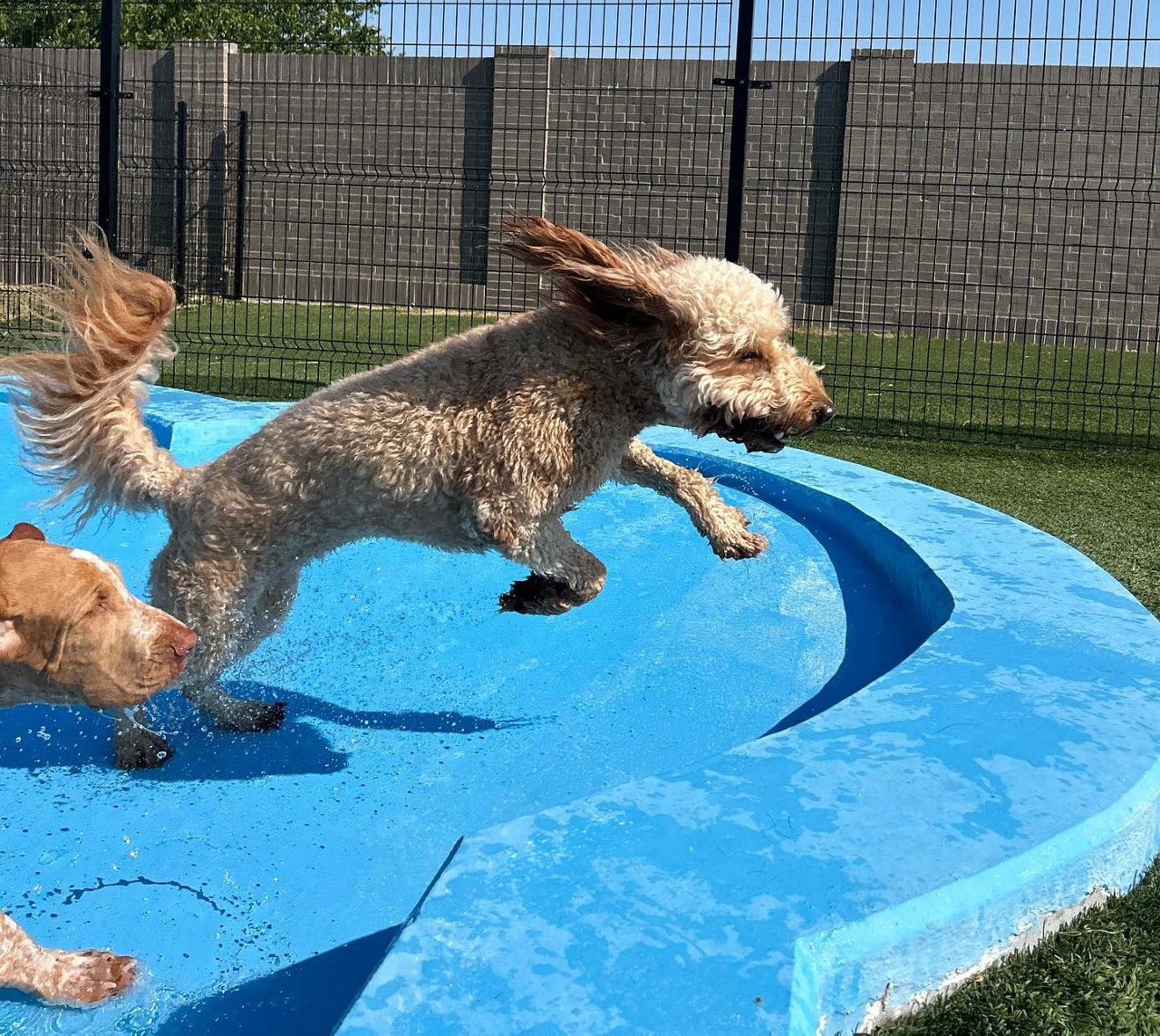 dog running