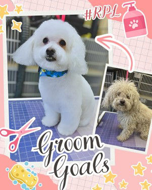 Rivermist Pet Lodge Groom Goals