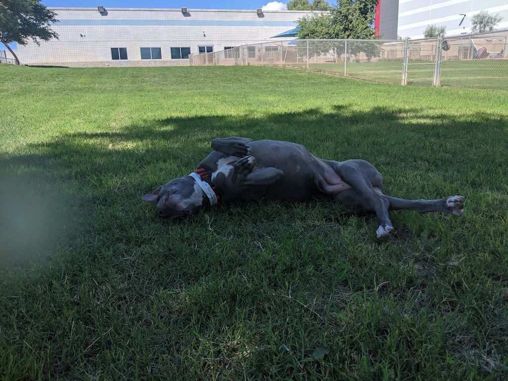 dog rolling in yard