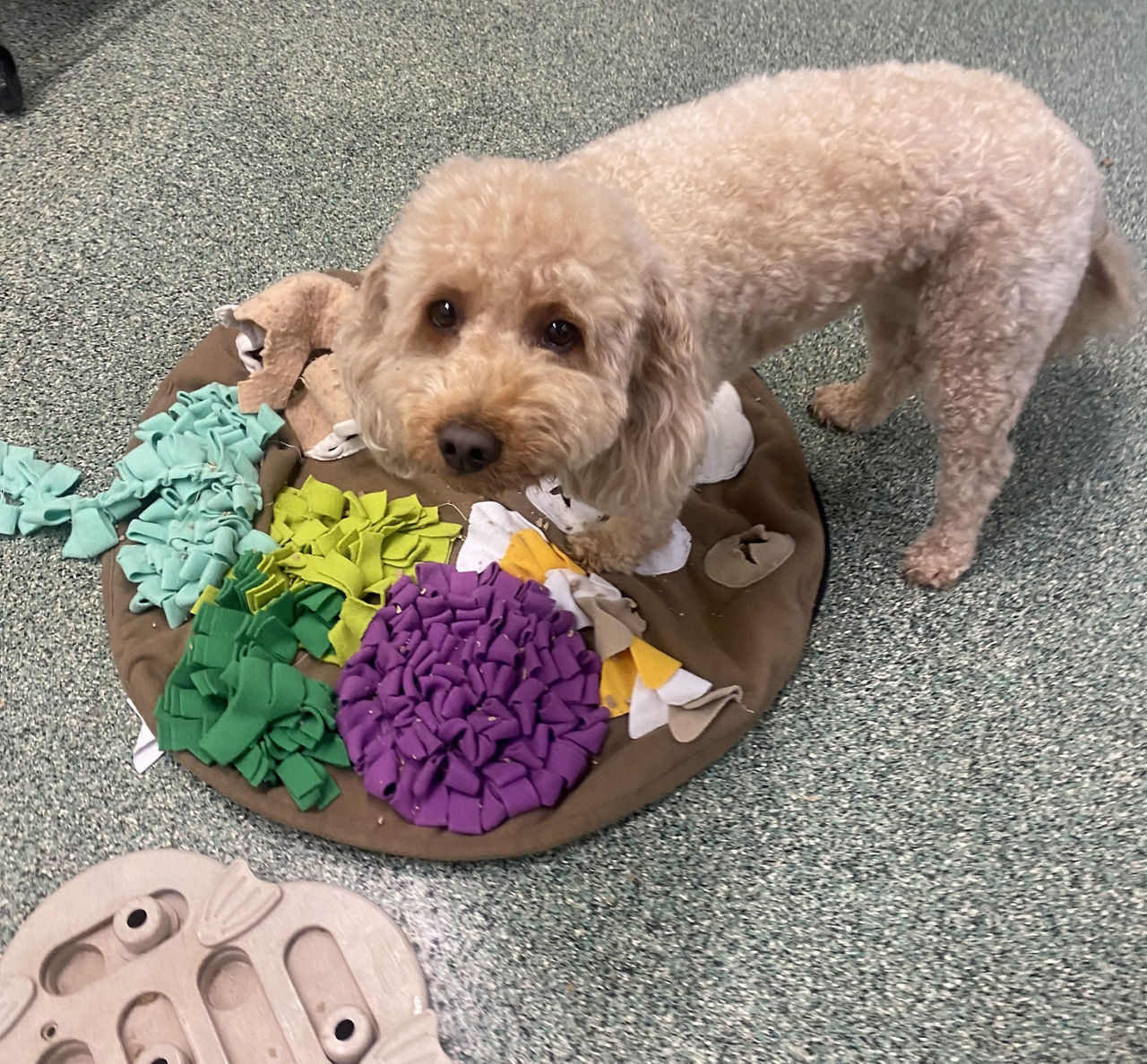 Staff member playing with white dog.