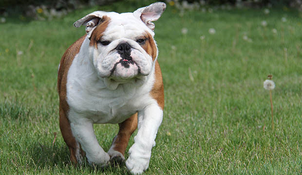 running bulldog