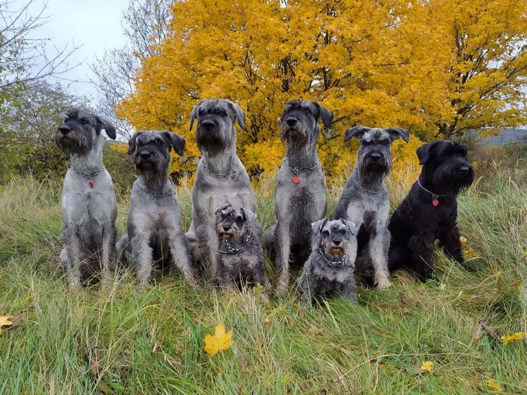 six dogs sitting in grass