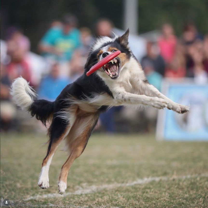 Dogs playing in grass