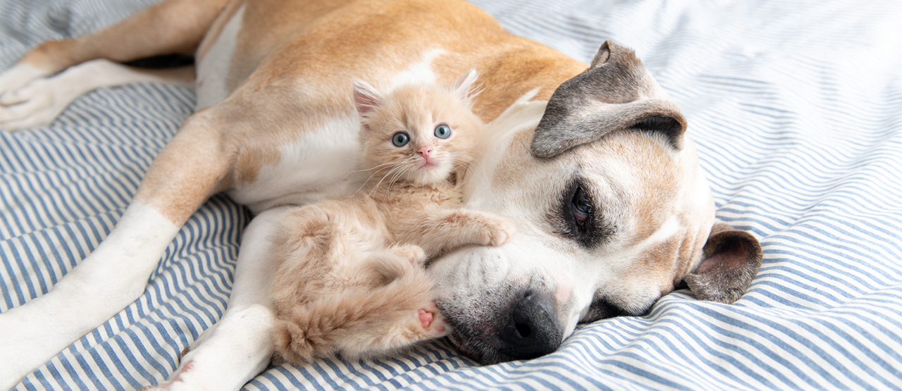 Senior Pet Care in Aurora, CO: How to Support Your Aging Dog or Cat