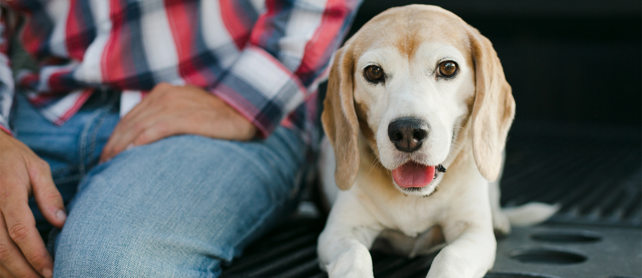 Caring for Senior Pets in Arlington, TN: Helping Your Dog or Cat Age Gracefully