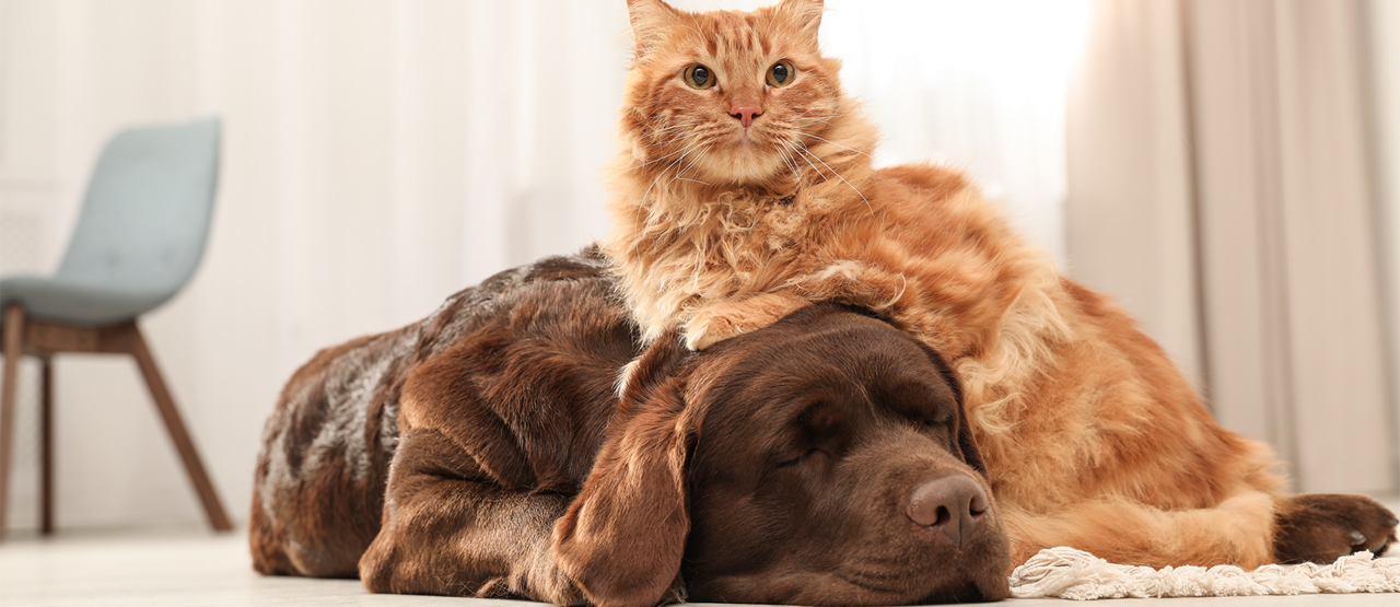 Senior Pet Care in Baton Rouge, LA: Helping Your Dog or Cat Stay Happy and Healthy in Their Golden Years