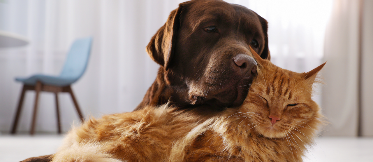Senior Pet Care in Columbia, SC: Helping Your Dog or Cat Thrive in Their Golden Years
