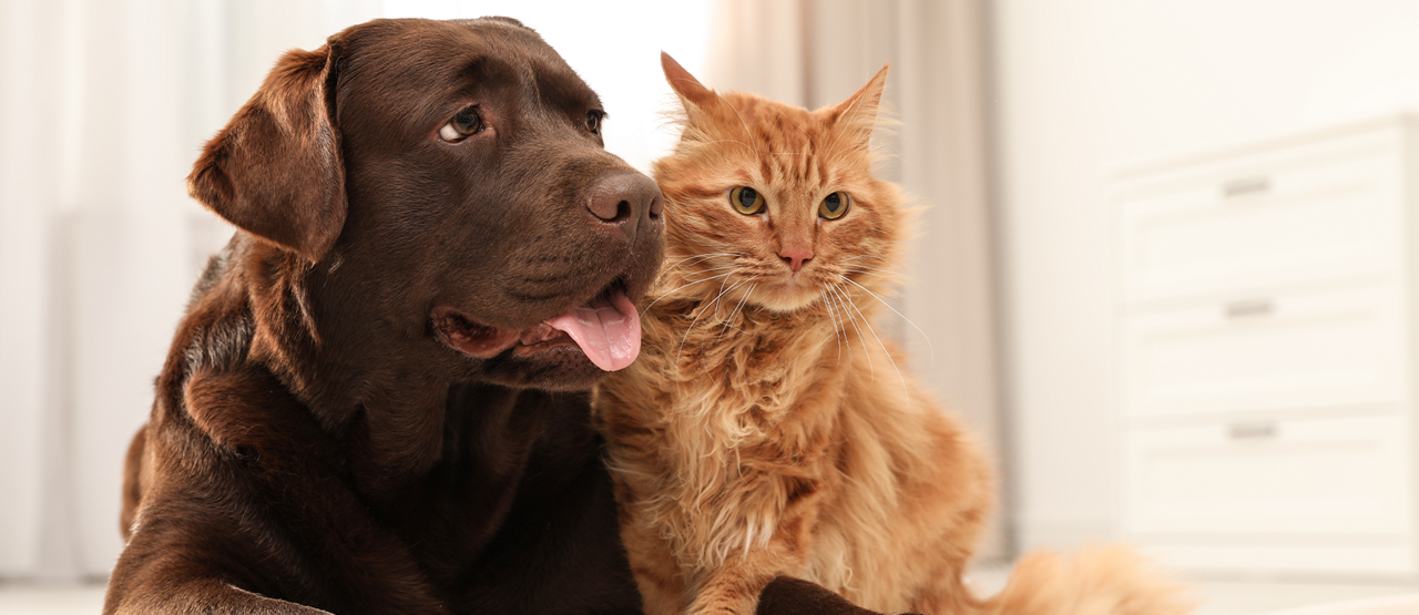 Caring for Senior Pets in Seal Beach, CA: Helping Your Cat or Dog Age Gracefully