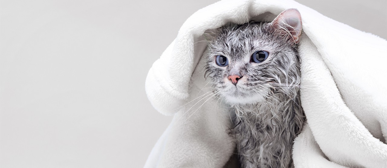 Senior Pet Care in Kingwood, TX: Keeping Your Older Pet Happy and Healthy