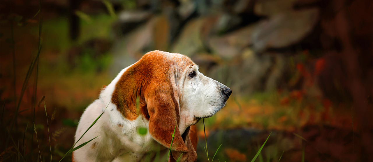 Senior Pet Care in Hempstead, NY: Helping Your Older Pet Thrive