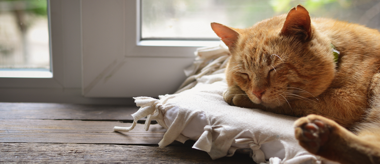 Senior Cat Care in Columbia, SC: Helping Your Feline Friend Age Gracefully