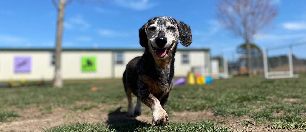 Senior Pet Care in Phoenix: Helping Your Aging Dog or Cat Thrive