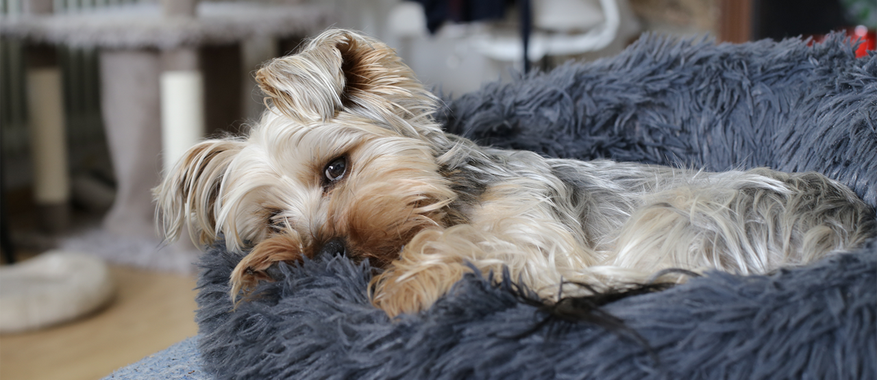 Senior Pet Care in San Diego: Supporting Your Dog or Cat Through Their Golden Years