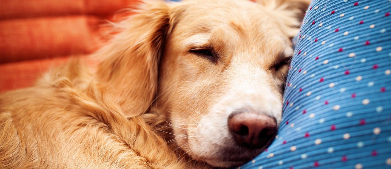 Senior Pet Care in Rockville, MD: Helping Your Dog or Cat Age Gracefully
