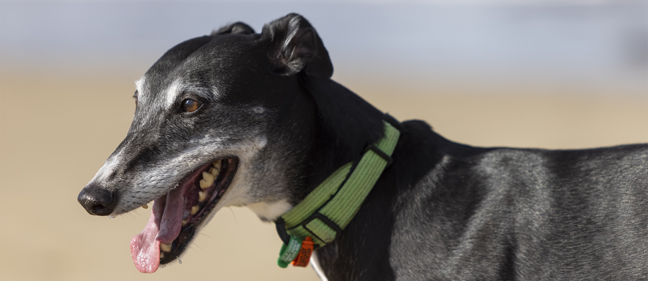 Senior Pet Care in Norwich, CT: Helping Your Aging Dog or Cat Stay Healthy