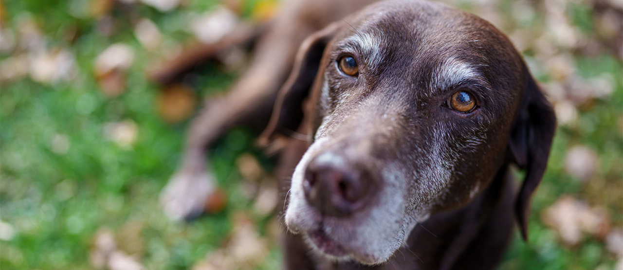 Senior Pet Care in San Antonio: Helping Your Dog or Cat Stay Healthy in Their Golden Years