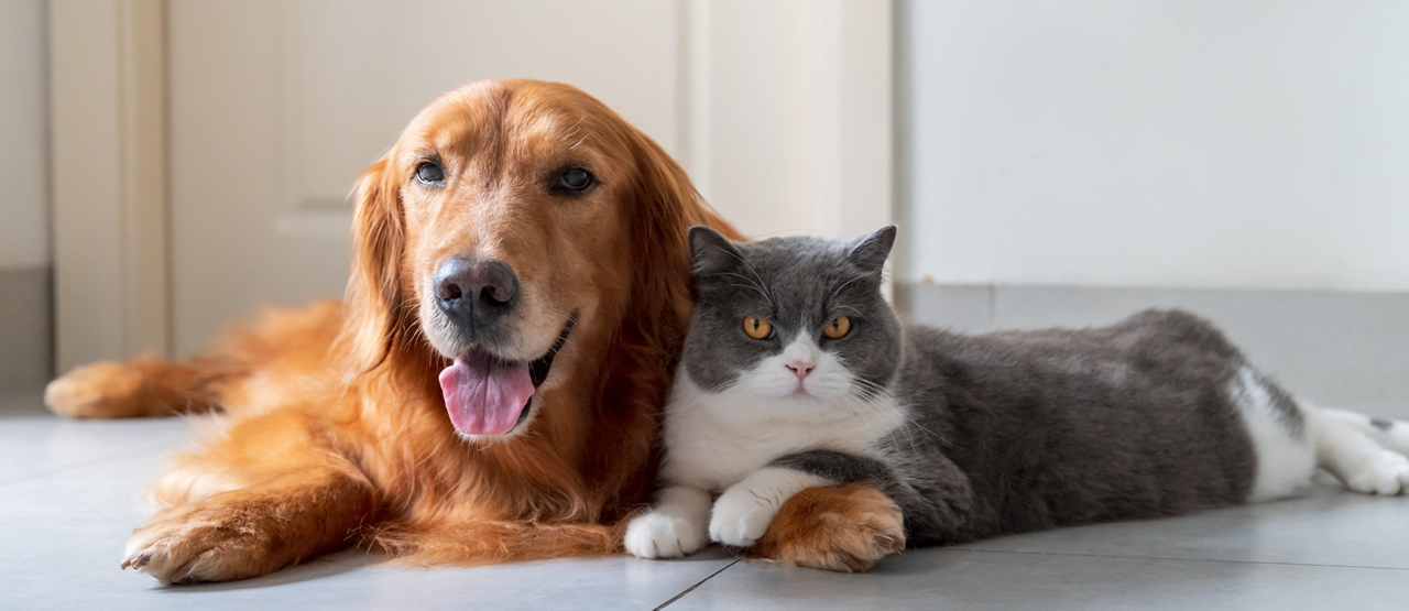 Senior Pet Wellness in Northwest San Antonio: Supporting Your Aging Pet