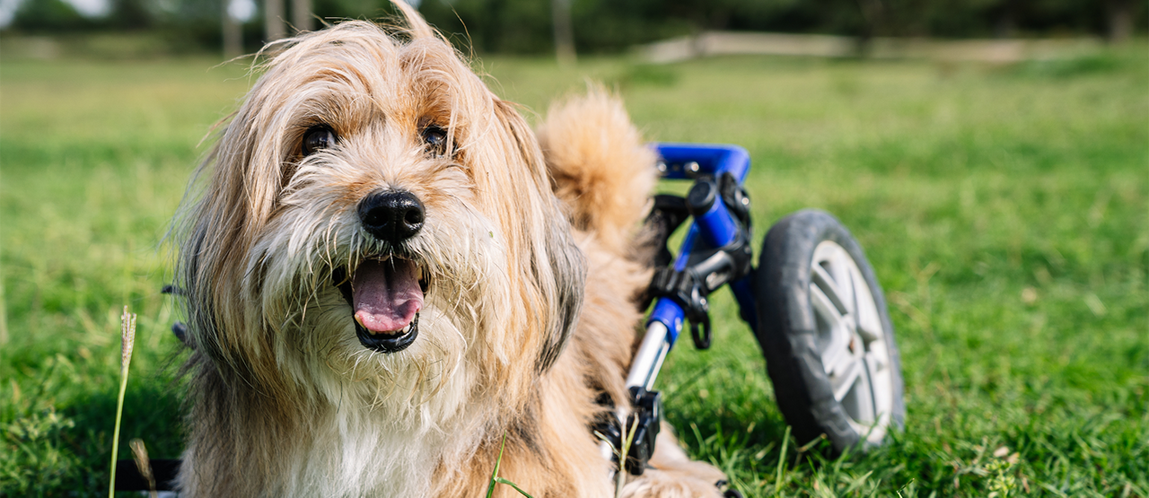 Senior Pet Care in Santa Fe, NM: Supporting Your Aging Dog or Cat