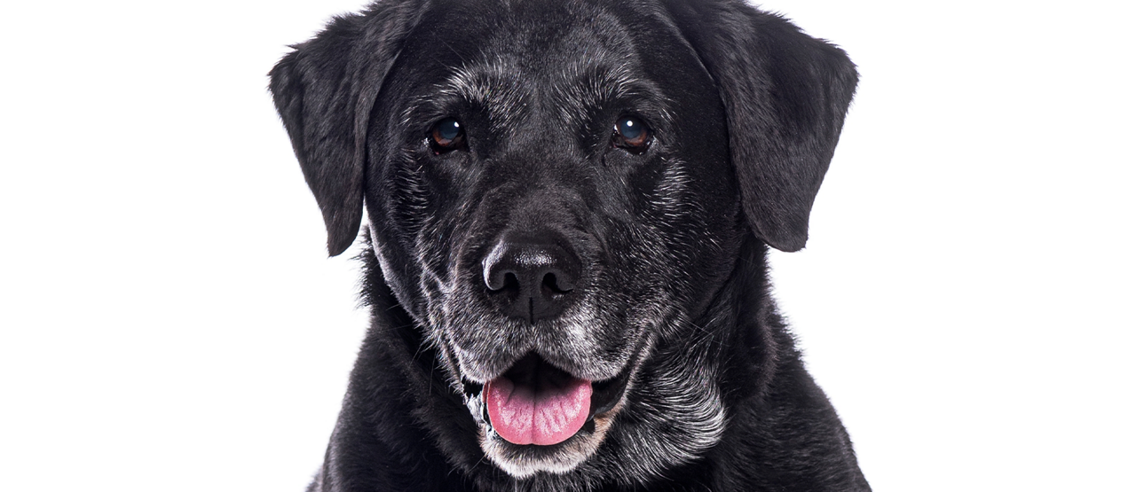 Caring for Senior Dogs & Cats in Stone Oak: A Guide to Healthy Aging