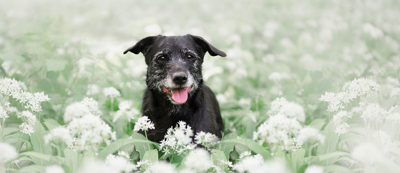 Senior Pet Care in Humble, TX: Helping Your Dog or Cat Thrive in Their Golden Years