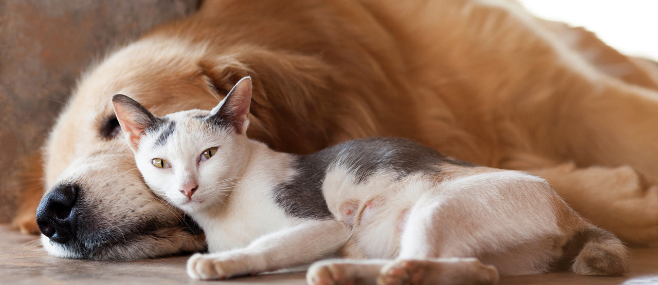Senior Pet Care in Westminster, CO: Helping Your Dog or Cat Thrive in Their Golden Years
