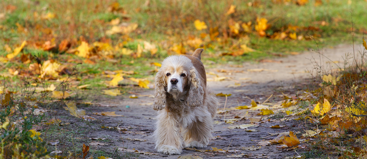 Senior Pet Care in Bayside, Queens: Helping Your Dog or Cat Thrive in Their Golden Years