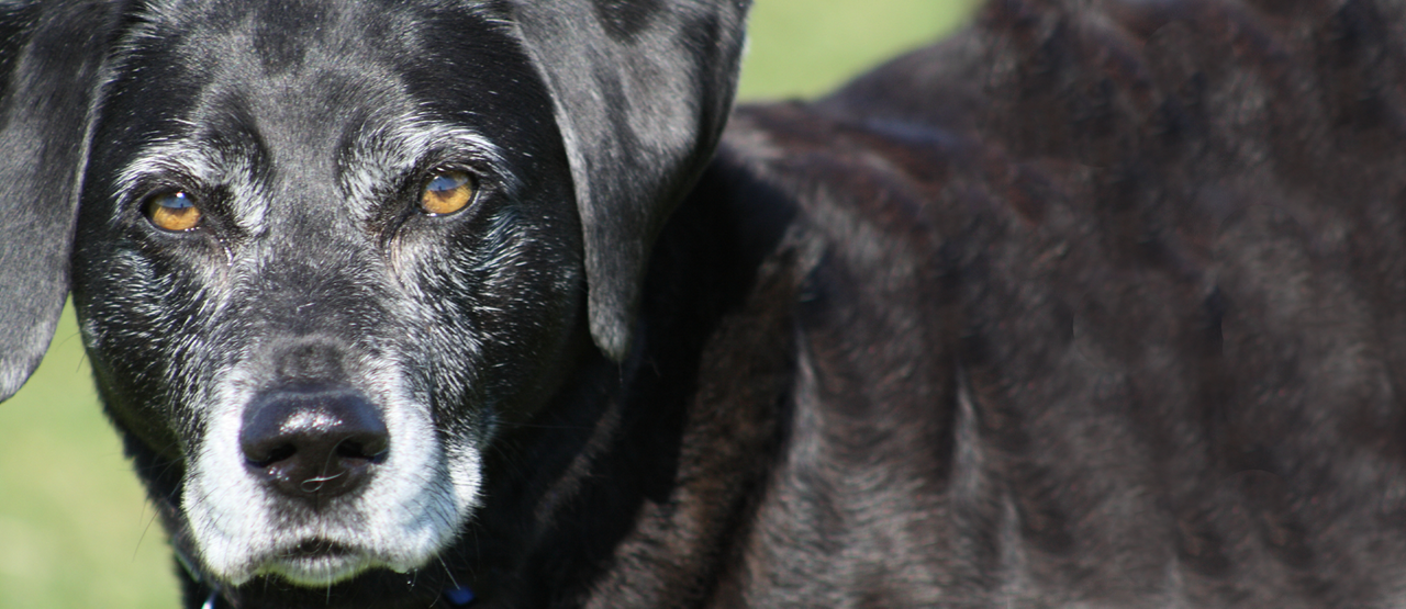 Senior Pet Care in Murray Hill: Helping Manhattan’s Pets Age Gracefully