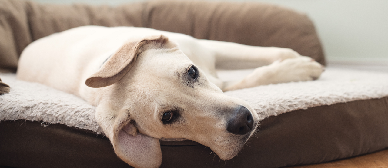 Senior Pet Care in Marble Falls, TX: Helping Your Aging Pet Live Their Best Life