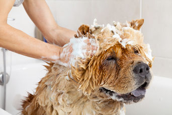 Chow getting a bath.