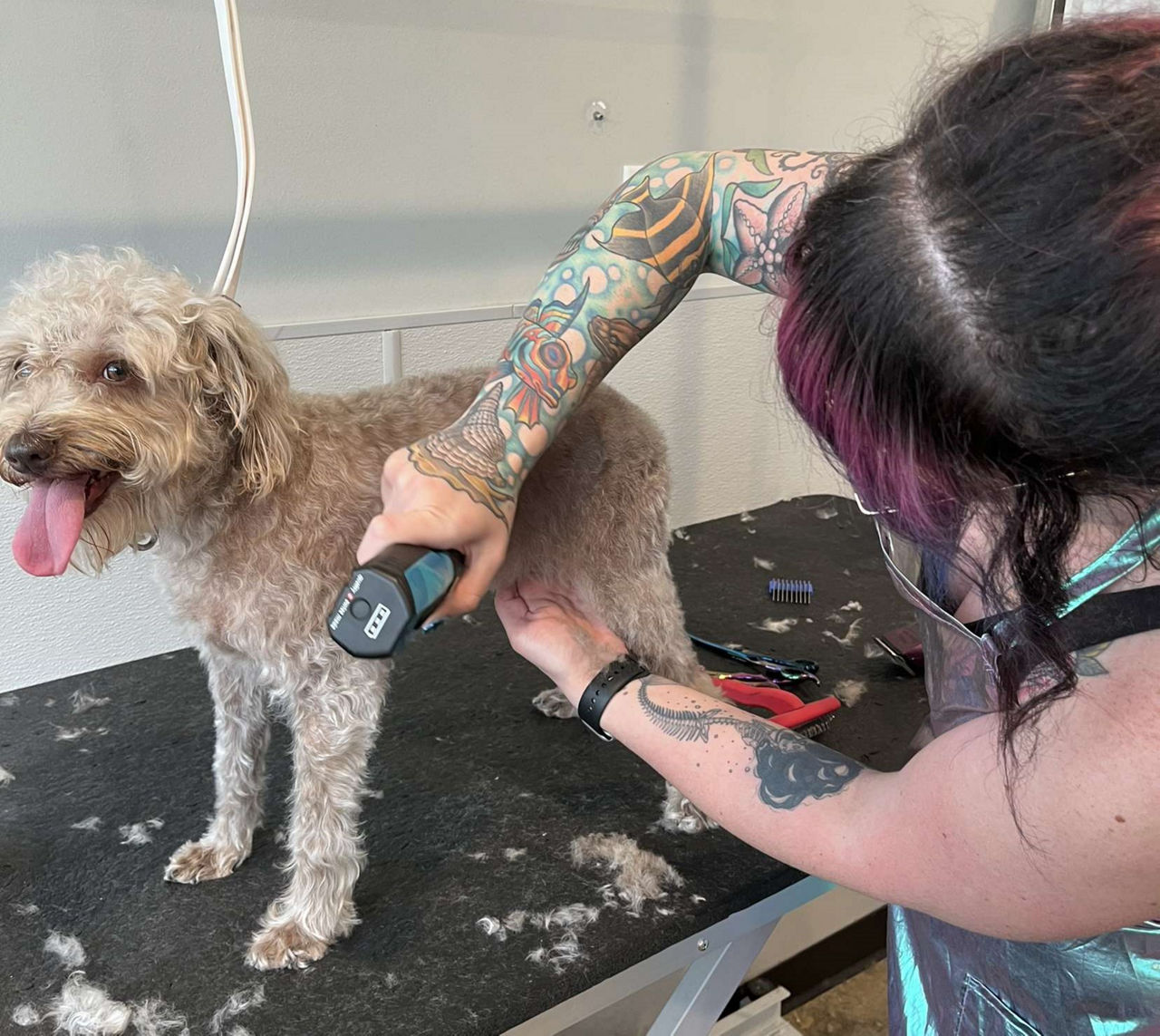 Brown and white dog getting groomed.