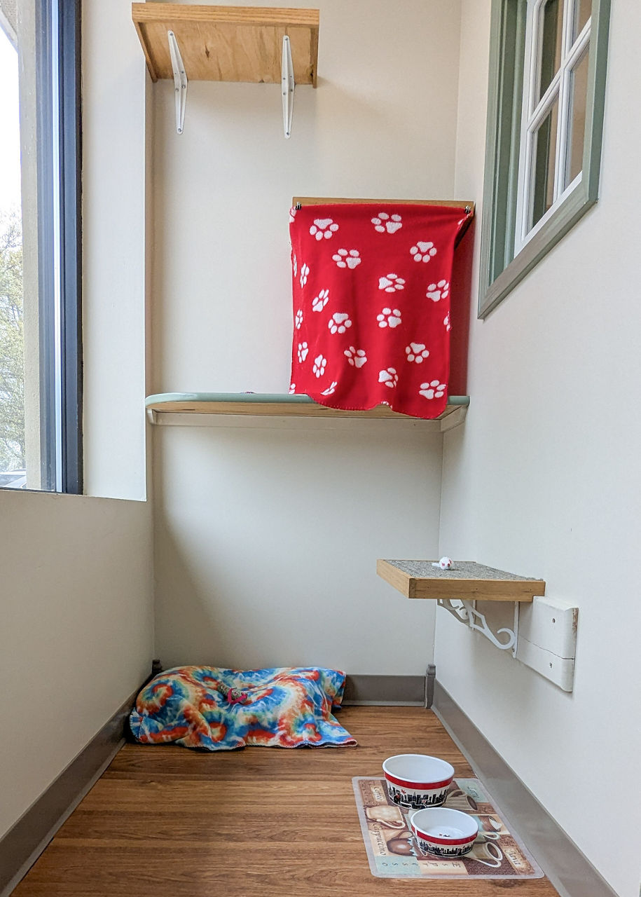 standard cat hotel
