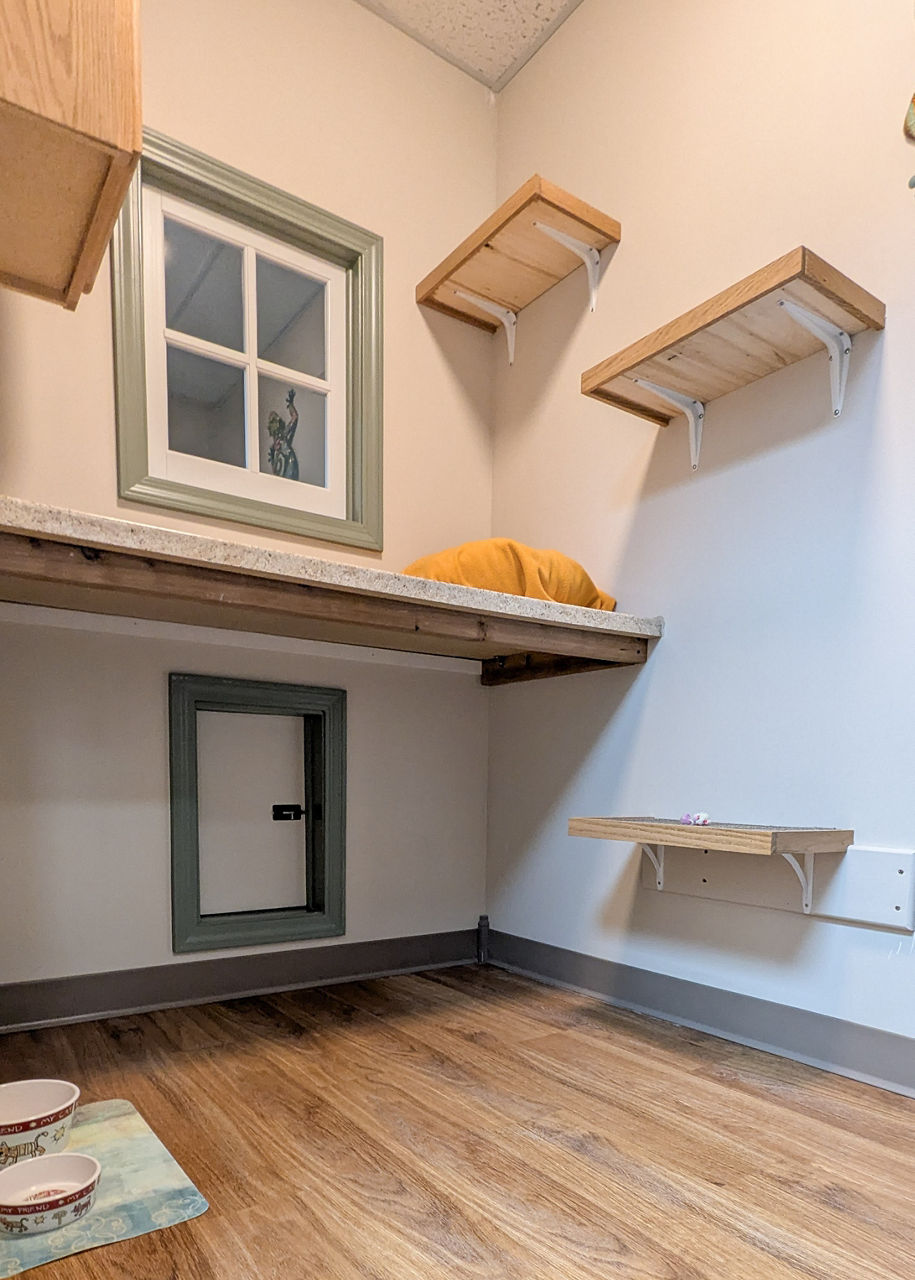 cat suite
