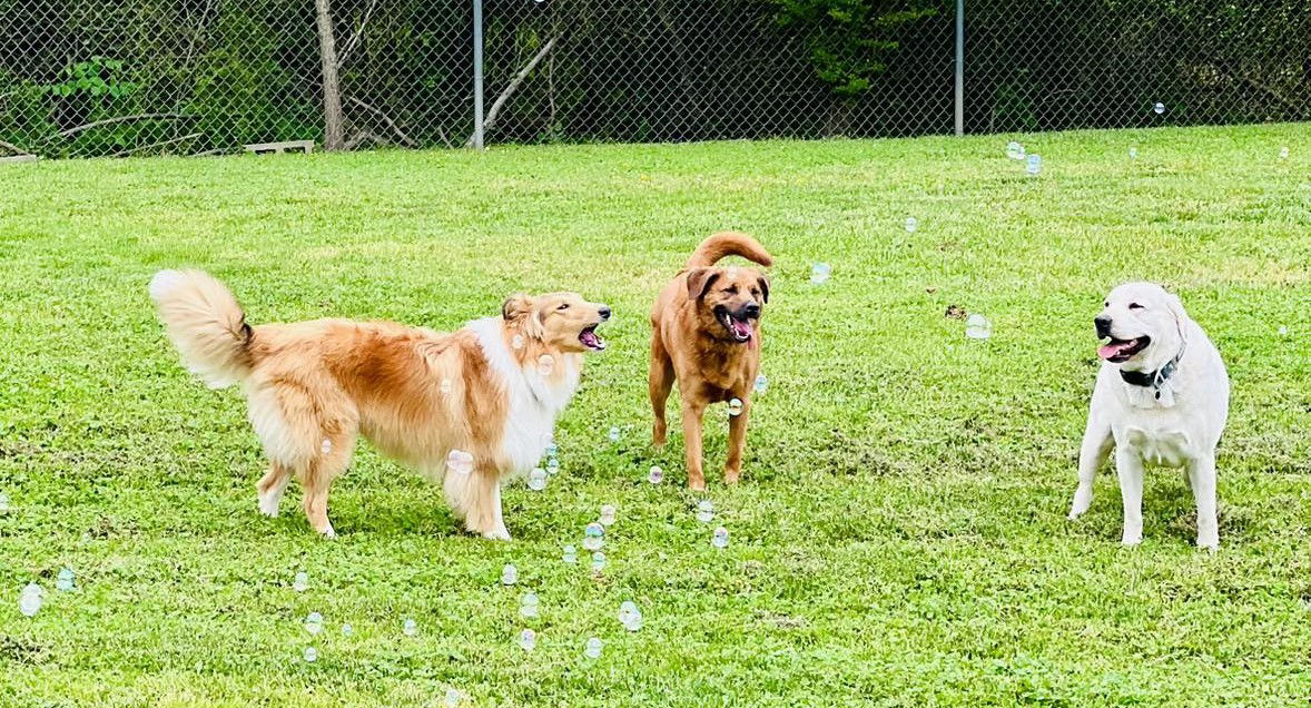 Dog resting