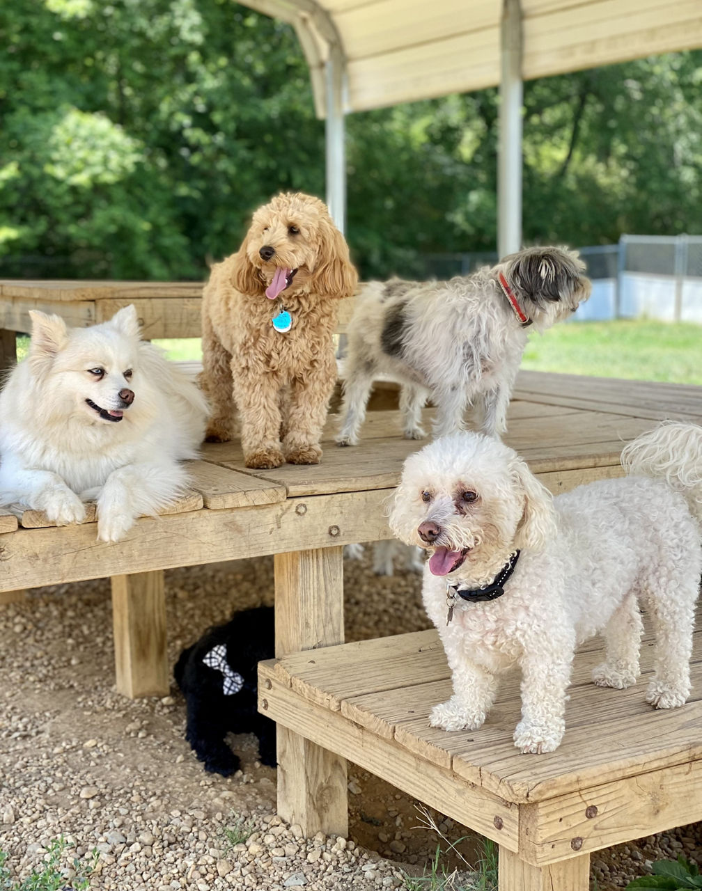 dog boarding area