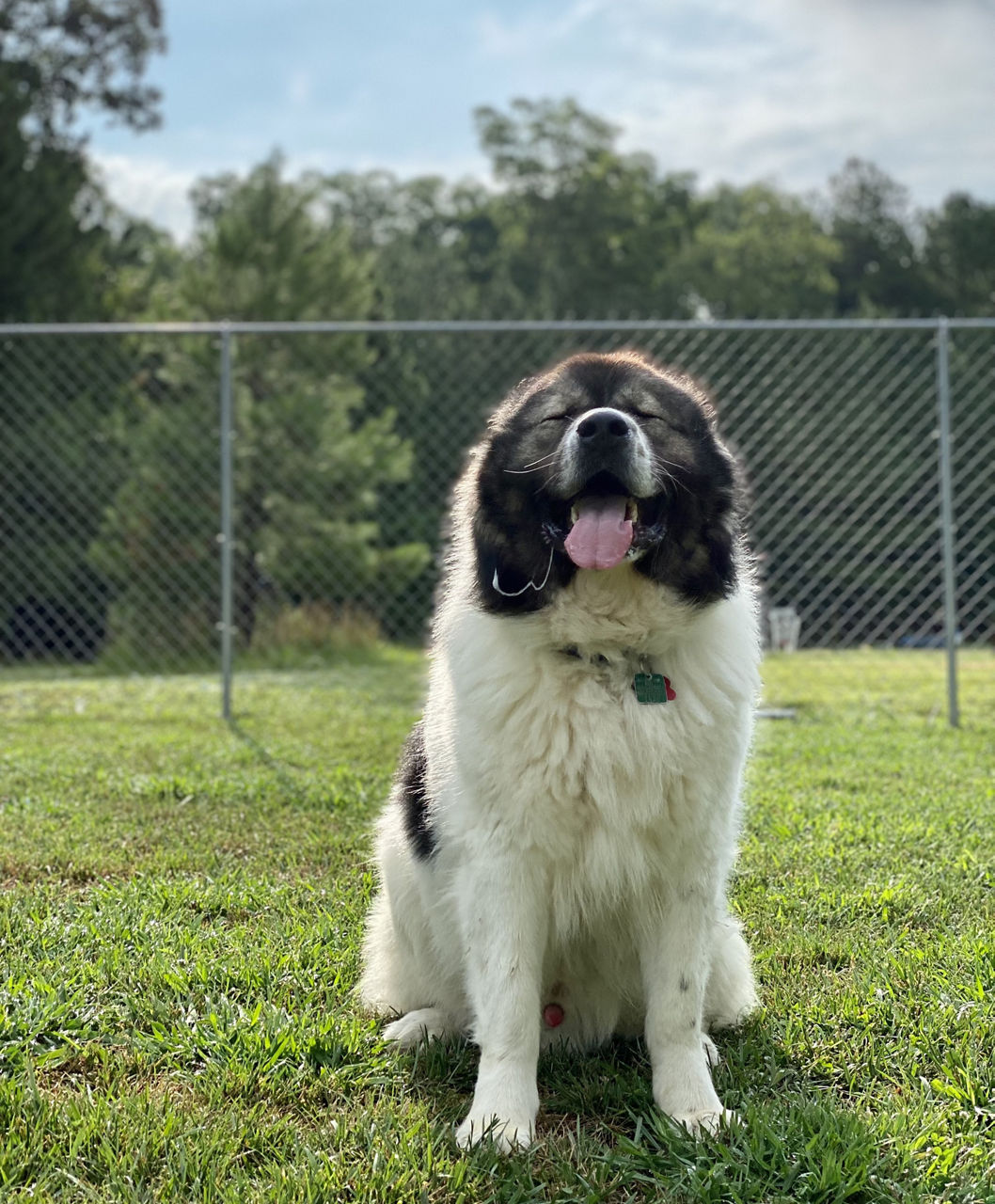 Happy dog