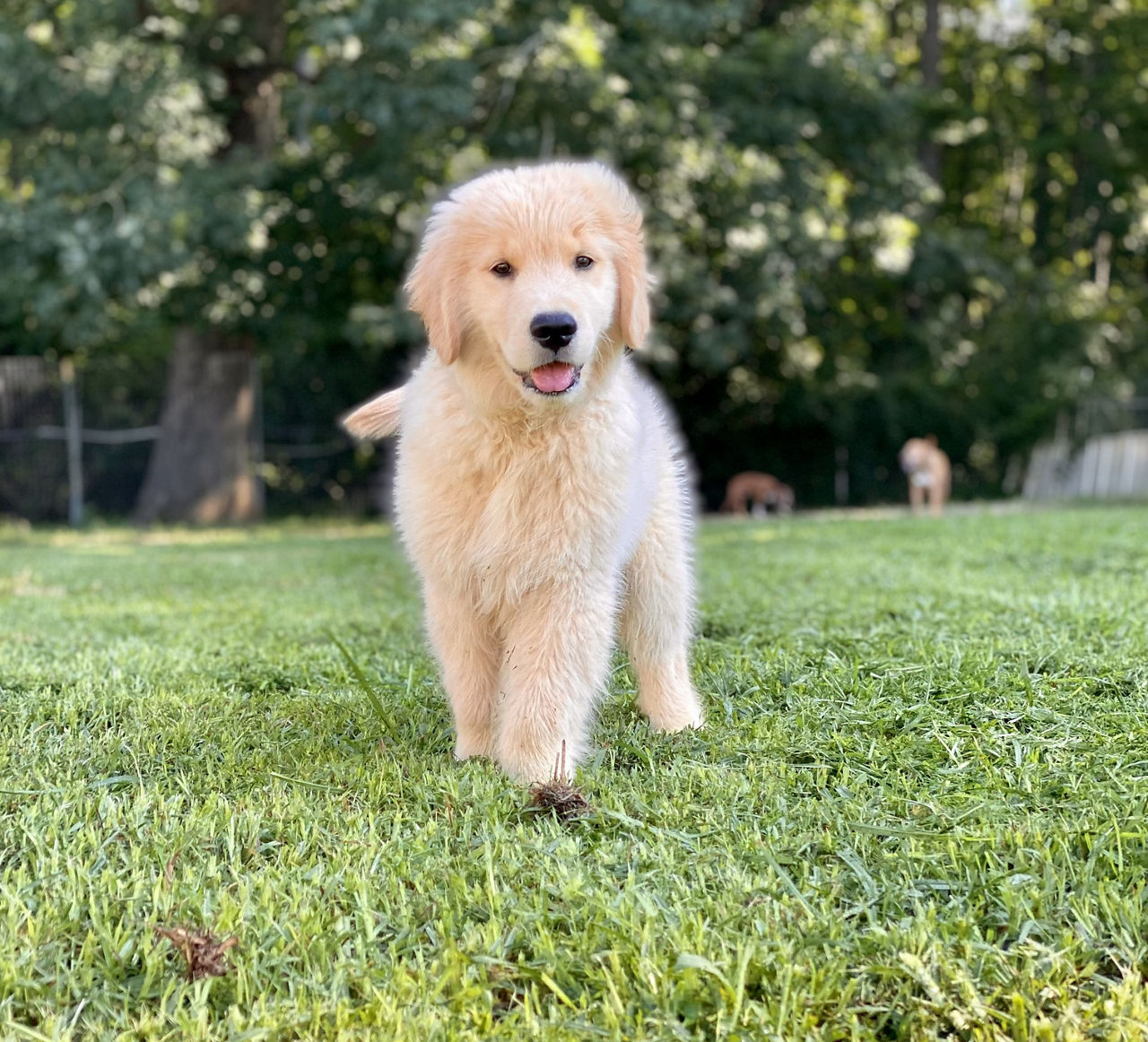 dogs playing