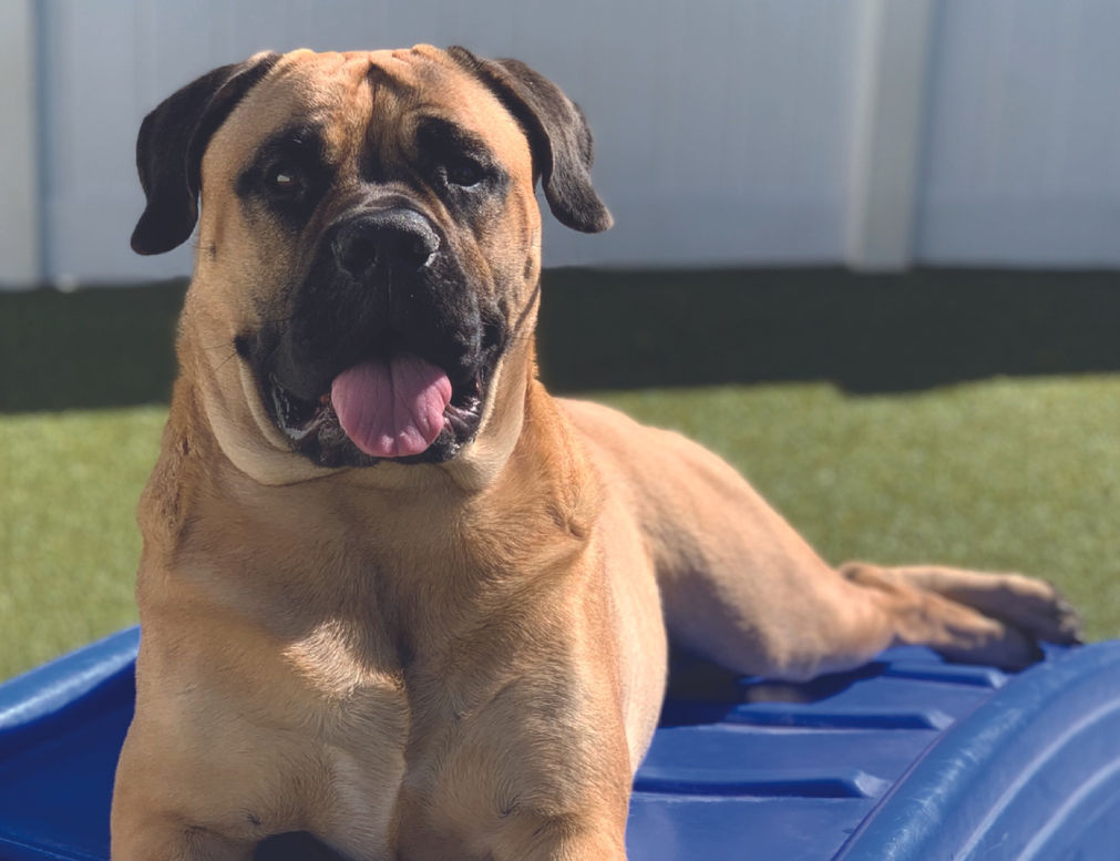 Big dog laying outside