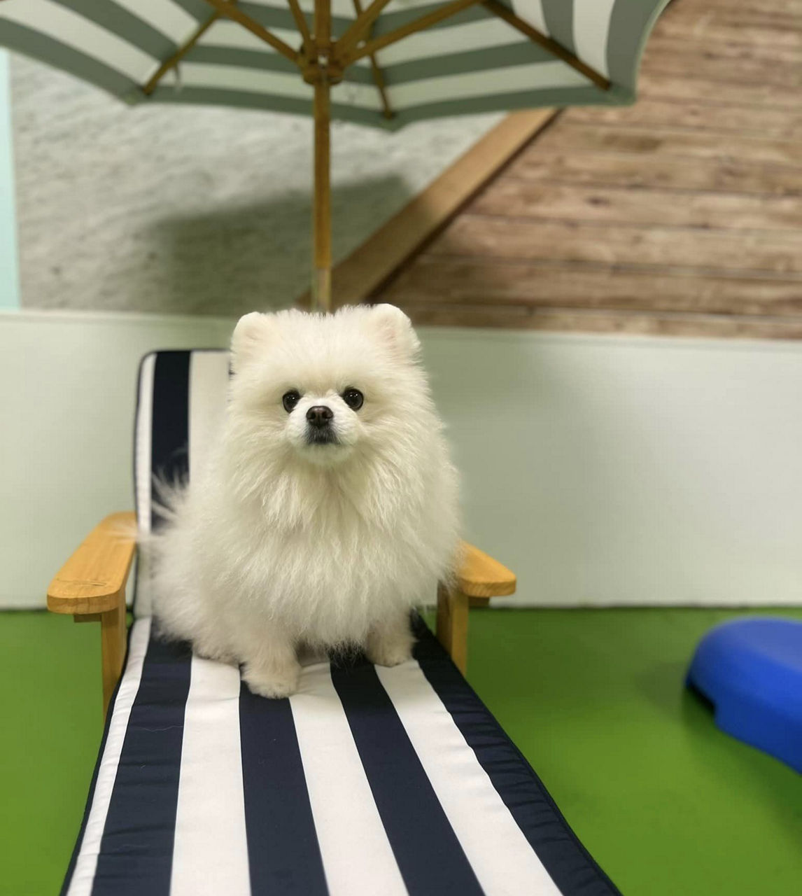 Daycare in Orlando V.I.Pet Resort