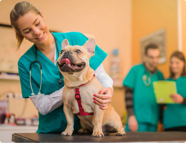 Vet caring dog