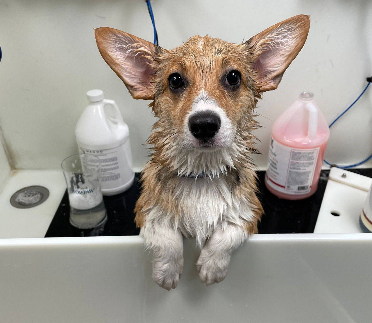 Brown and white dog getting groomed.