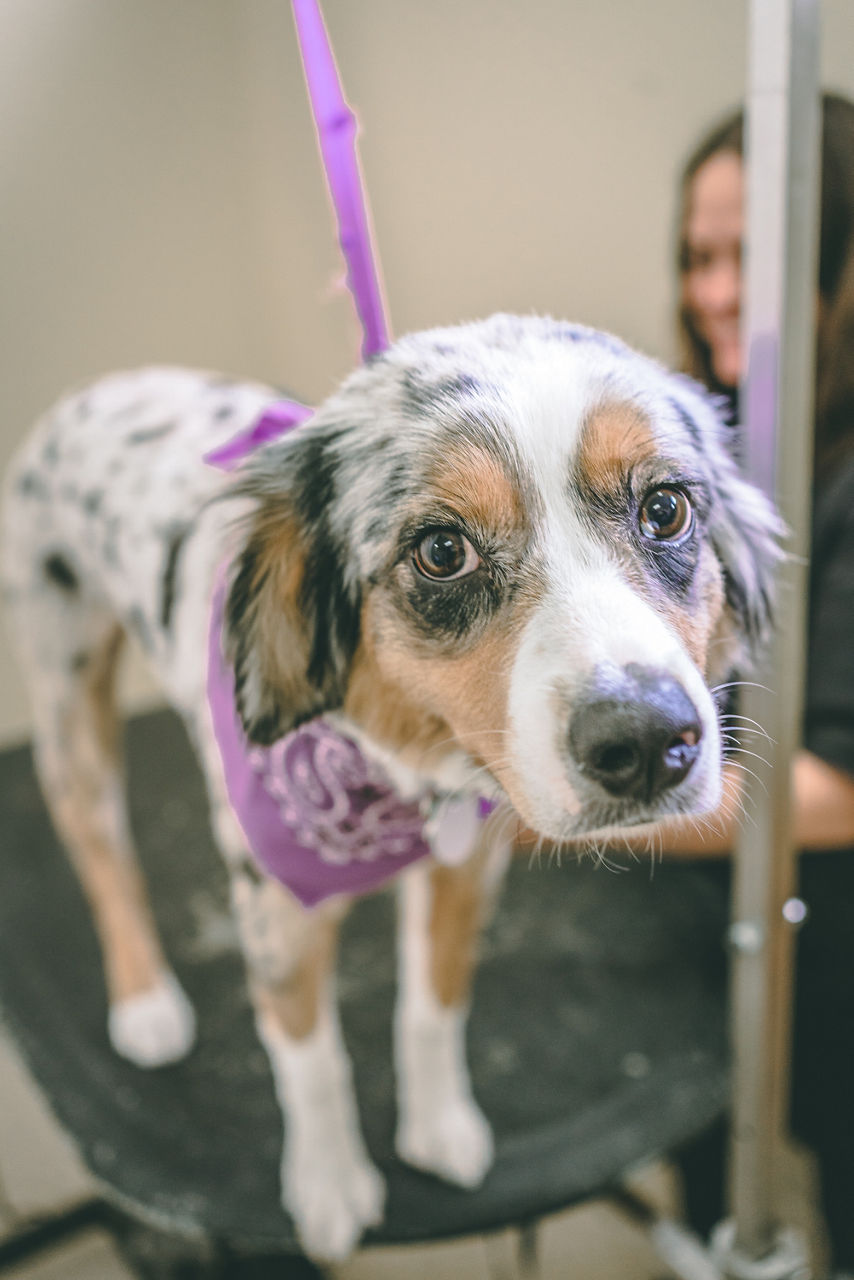 Pet Grooming Windmill Veterinary Center