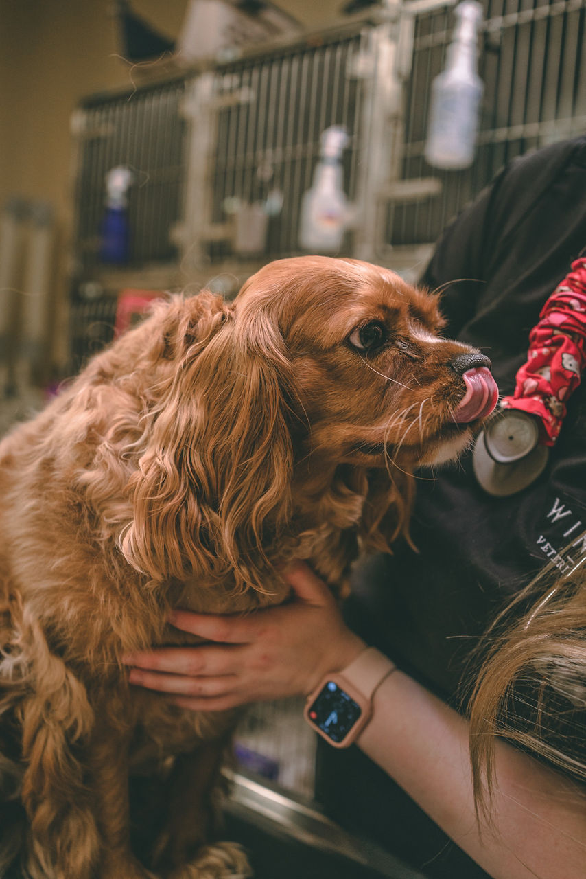 Dog getting wellness checkup