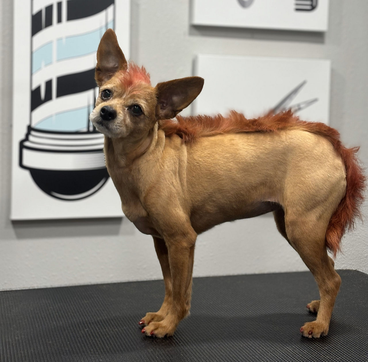 Brown and white dog getting groomed.