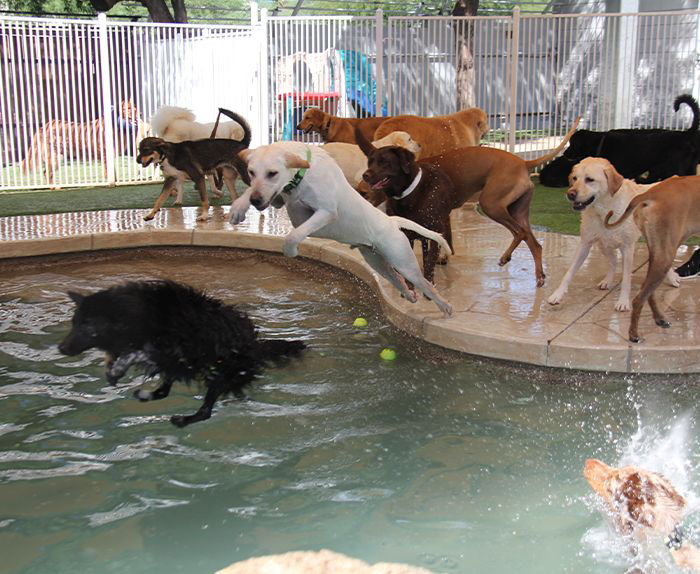 a group of dogs jumping into a pool for a ball at the raintree pet resort