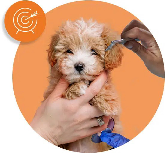 Destination Pet Logo